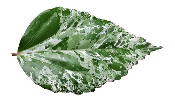 Green Leaf Hibiscus Closeup White Background — Stock Photo, Image