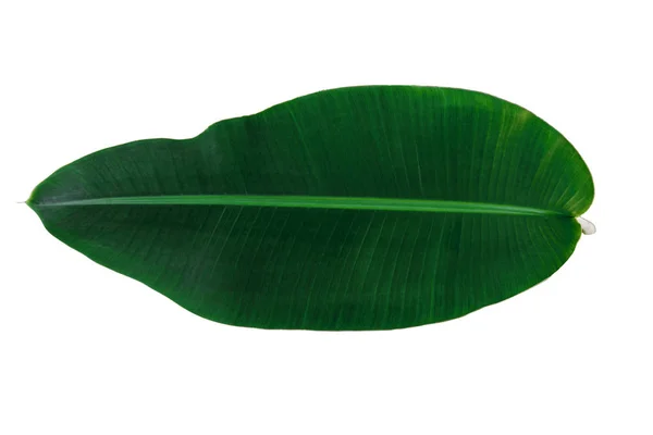 Beyaz Zemin Üzerinde Izole Edilmiş Tropikal Yeşil Muz Yaprağı Tasarım — Stok fotoğraf