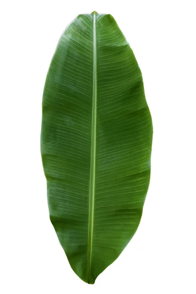 Tropical Green Banana Leaf Isolated White Background Clipping Path Design — Stock Photo, Image