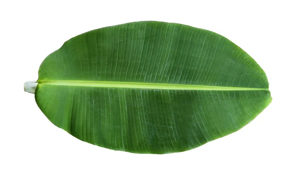 Tropikalny zielony liść banana izolowany na białym tle z cli — Zdjęcie stockowe