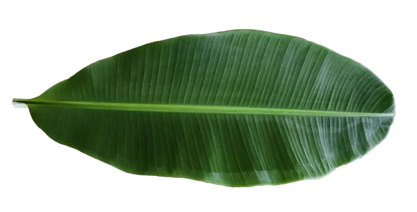 Banana leaf na białym tle na białym tle, plik zawiera clippi — Zdjęcie stockowe