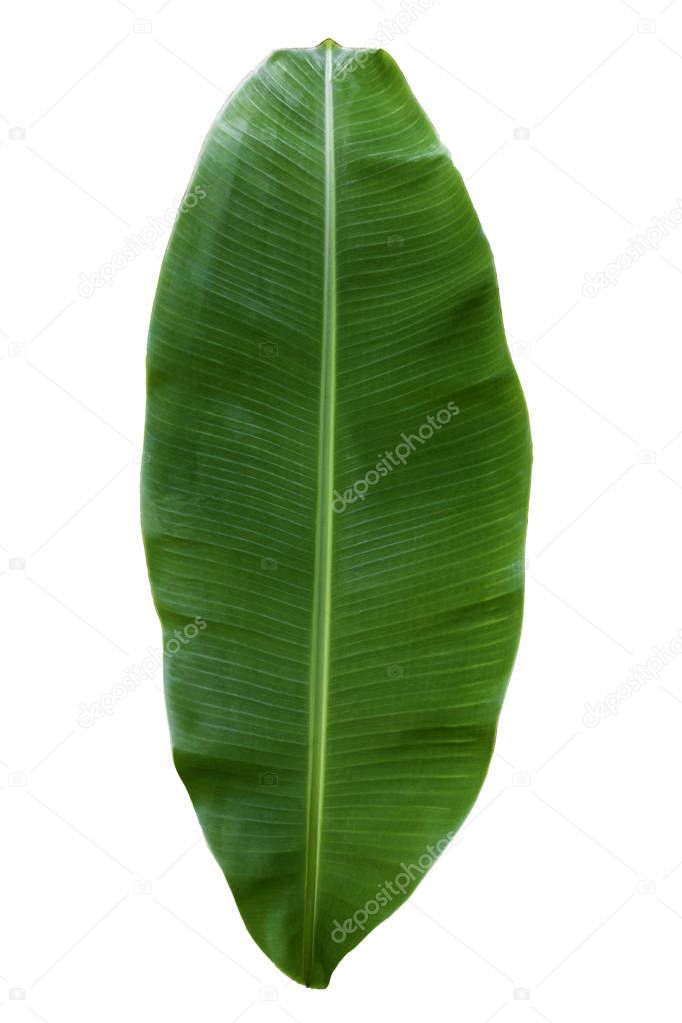 tropical green banana leaf isolated on white background with clipping path for design elements, summer background, abstract green leaves texture, nature background