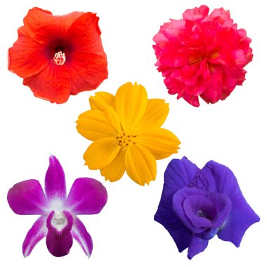 Yıldız çiçeklerini beyaz arkaplanda izole et. Düz yerde, üst tarafta. Süper koleksiyon