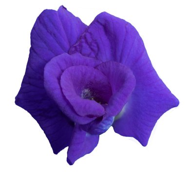 Beyaz zemin üzerine bezelye çiçekler