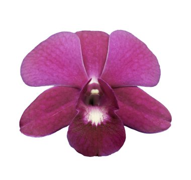 beyaz arka plan üzerinde izole hassas bir kırmızı pembe çiçek phalaenopsis orkide.