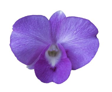 beyaz arka plan üzerinde izole hassas bir kırmızı pembe çiçek phalaenopsis orkide.