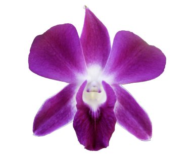 Beyaz arka planda izole edilmiş tek bir mor orkide çiçeğinin yakın çekimi