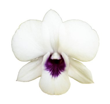 güzel çiçek orkide, beyaz phalaenopsis beyaz ba izole