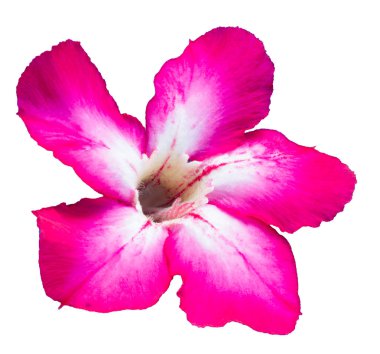 Beyaz arkaplanda Adenyum.