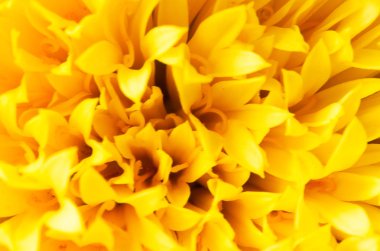 Sarı krizantem, yakın çekim