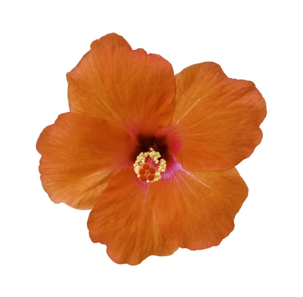 Hibiscus flowers on a white isolated background Royalty Free Stock Photos