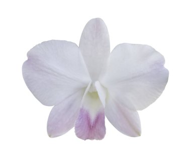 güzel çiçek orkide, beyaz phalaenopsis beyaz ba izole