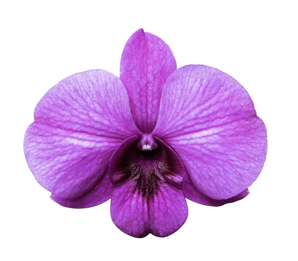 Orquídea púrpura aislada sobre fondo blanco . — Foto de Stock