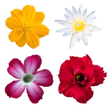 Yıldız çiçeklerini beyaz arkaplanda izole et. Düz yatıyordu, üst 