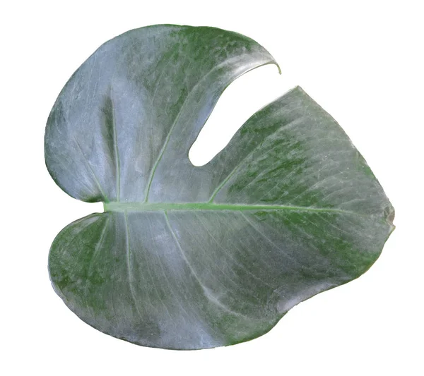 Monstera leaf and stem, trendy tropical jungle paradise foliage — Stock Photo, Image