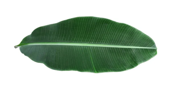 Muz Yaprak üzerinde izole beyaz arka plan, bir clippi dosyası içerir — Stok fotoğraf