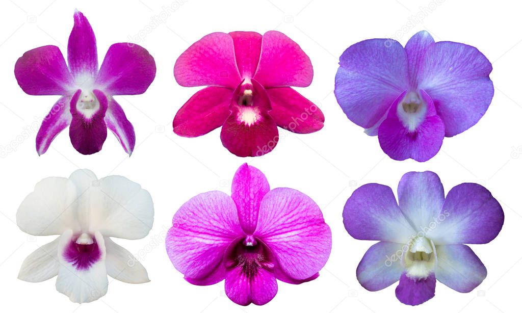 set Orchids on a white background