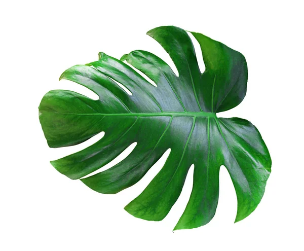 Monstera leaf and stem, trendy tropical jungle paradise foliage shape, isolated on white background