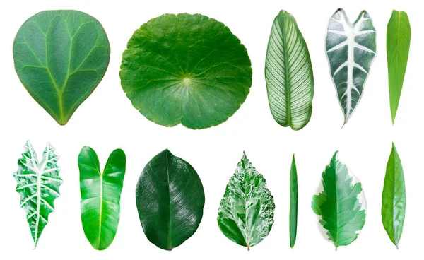 Verschiedene Tropische Blätter Auf Weißem Hintergrund — Stockfoto
