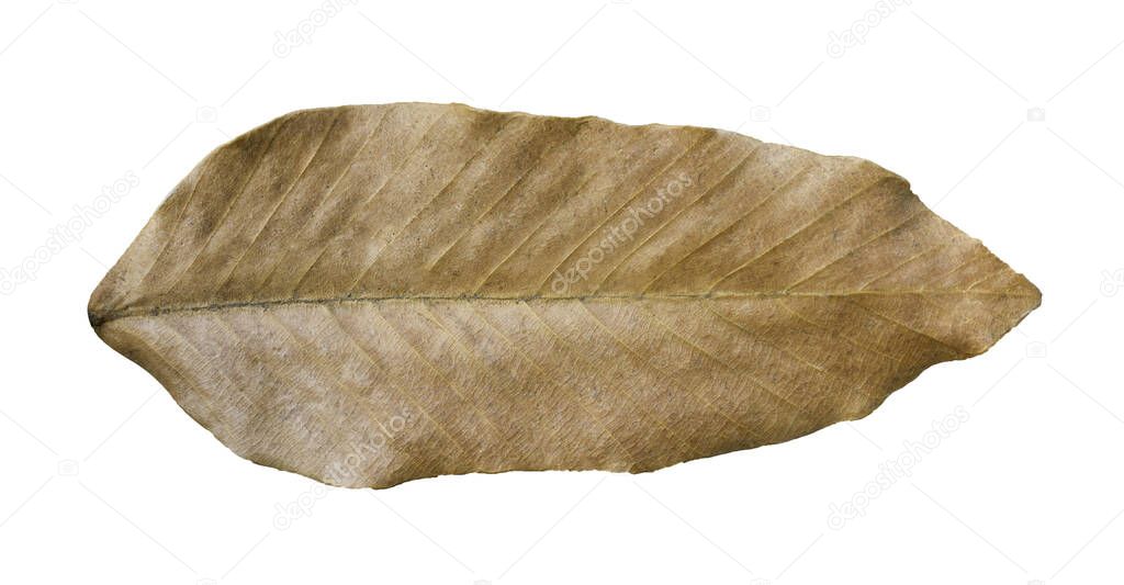 Wilted teak leaf isolated on white background