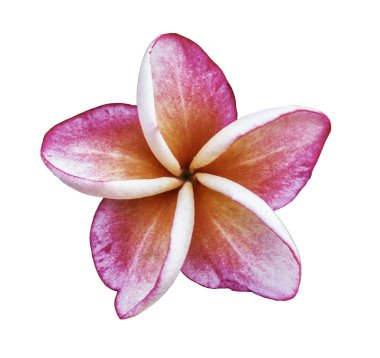 Beyaz arkaplanda erik çiçekleri.