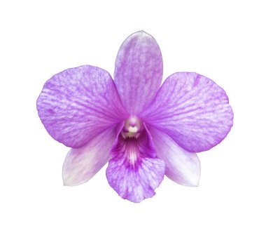Güzel çiçek orkidesi, mor falaenopsis beyaz arkaplanda izole edilmiş.