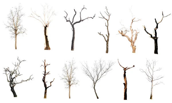 Set Trees Leaves Isolated White Background Clipping Path — Stock Photo, Image