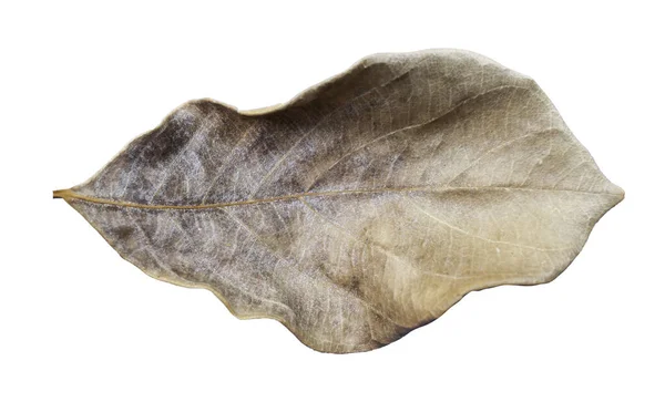 Solmuş Meşe Yaprağı Beyaz Arkaplanda Izole Edilmiş — Stok fotoğraf