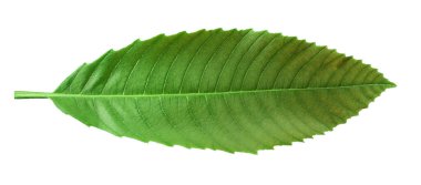 beyaz arkaplanda yeşil yapraklar