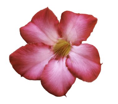 Açelya çiçekleri beyaz arkaplanda izole edilmiş.