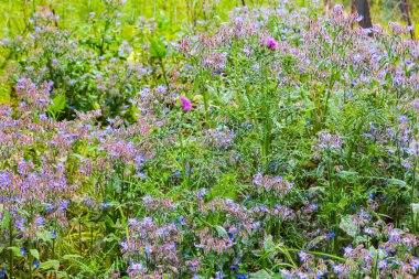 İtalya, Sicilya, Palermo ili, Castelbuono. Kırsal Castelbuono 'da fuschia ve devedikeni de içeren kır çiçekleri..