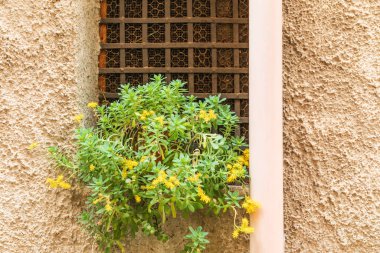 İtalya, Sicilya, Palermo Eyaleti, Castelbuono. Castelbuono 'da bir pencere pervazında bitki yetişiyor..