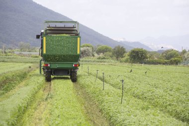 Fesleğen Hasat makineleri tarafından