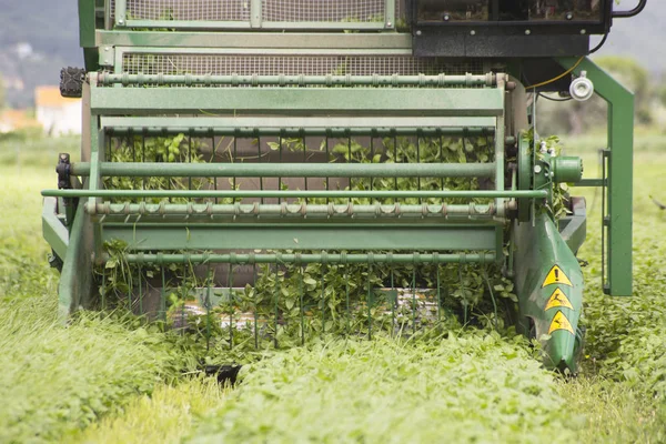 Harvesting of basil by machine — Stock Photo, Image
