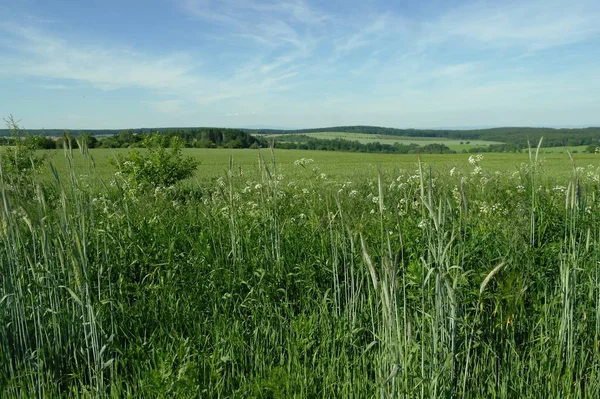 buğday alanıyla yaz