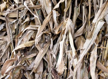 kurutulmuş Mısır arka plan