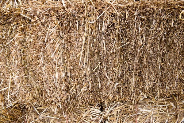 Golden straw background — Stock Photo, Image