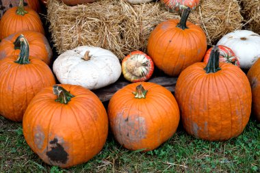 Farklı renkli kabaklar