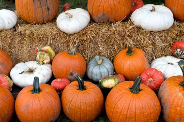 Farklı renkli kabaklar