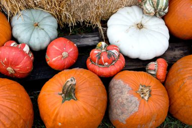 Farklı renkli kabaklar