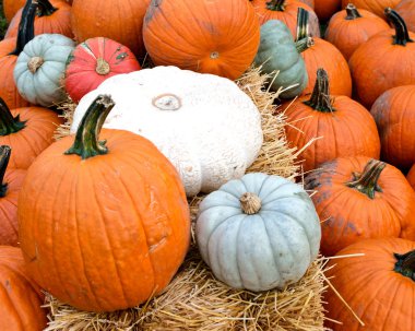 Farklı renkli kabaklar