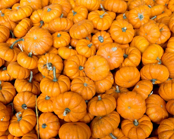 Dynie Halloween pomarańczowy — Zdjęcie stockowe