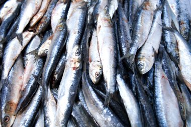 Taze küçük deniz balık