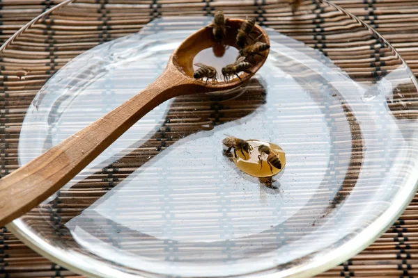 Годування голодних бджіл — стокове фото