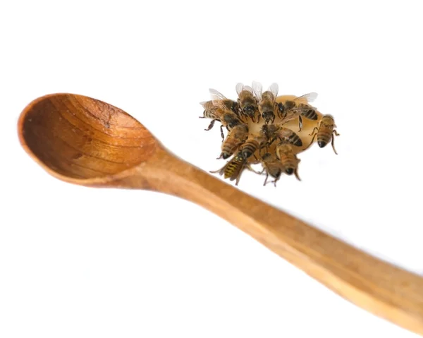 Кормление голодных пчел — стоковое фото
