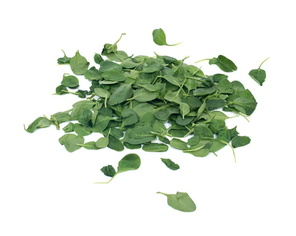 Spinach organic baby leaves — Stock Photo, Image