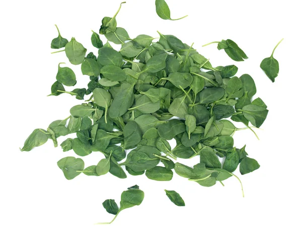 Spinach organic baby leaves — Stock Photo, Image