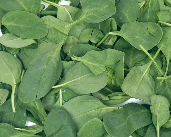 Spinach organic baby leaves — Stock Photo, Image