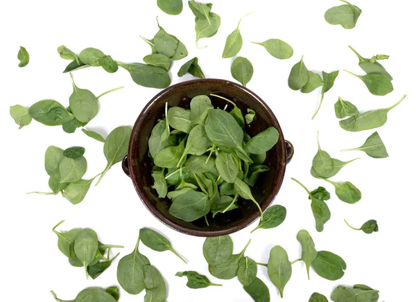 Spinach organic baby leaves — Stock Photo, Image