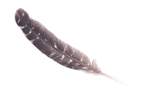 터키 smudging 깃털 — 스톡 사진